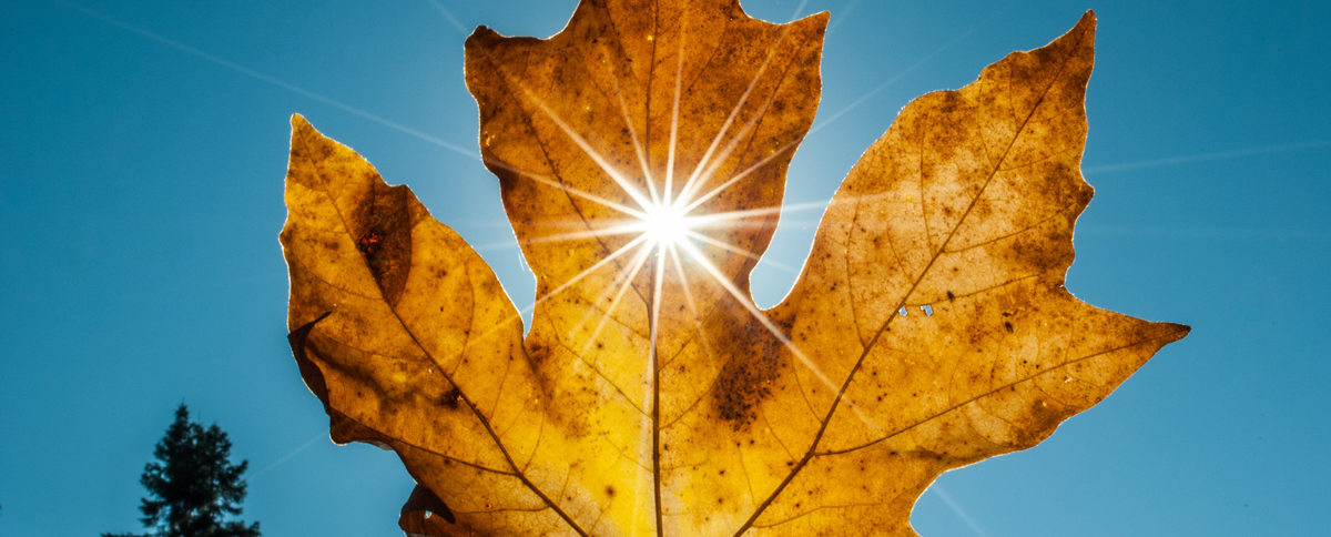 TheAlert-October2020 Image of leaf to represent the fall issue of Parasec's Alert newsletter
